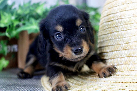 オーナー様決定いたしました。ありがとうございました 犬の販売 3798