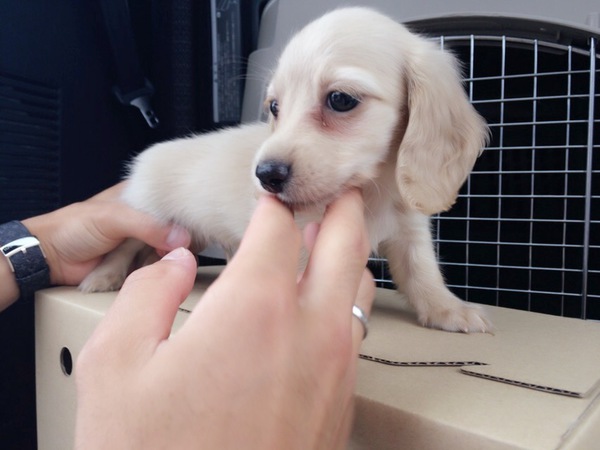 ミニミニサイズのカニンヘン 犬の販売 3801