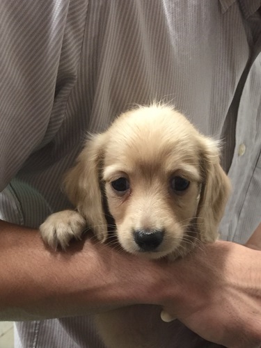 イエローの兄弟です 犬の販売 3808