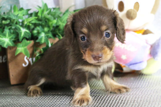 新しい家族が決まりました。ありがとうございました。 犬の販売 3812