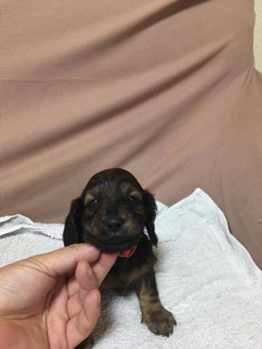 とってもキュート!カニーンヘンダックスフンドの子犬 犬の販売 3817