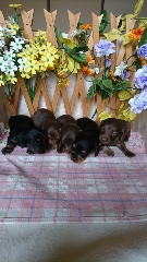 小ぶりな粒ぞろいの5兄妹です。 犬の販売 3834