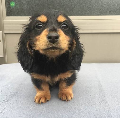 父チャンピオン、PRAクリアの可愛い子犬 犬の販売 3840