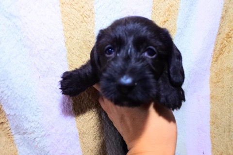 カニヘンワイヤーのブラック 犬の販売 3842