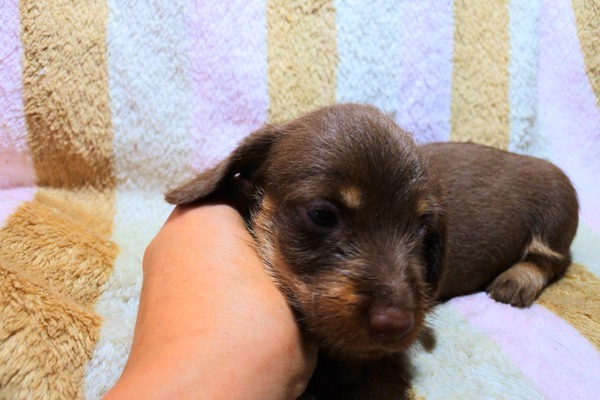 珍しいカニヘンワイヤー 犬の販売 3847
