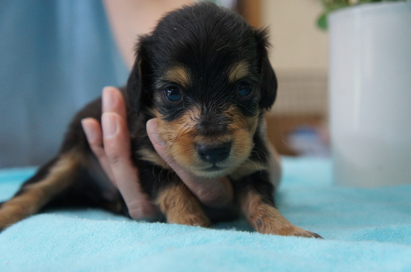 カニンヘン4兄妹(ゴールド3姉妹・ブラタンオス) 犬の販売 3848