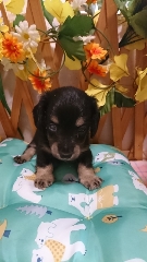 レアカラーの4兄妹 犬の販売 3850