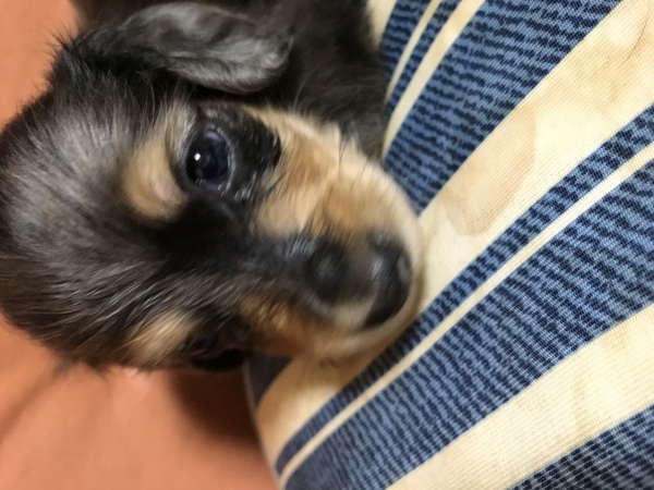 女の子みたいな男の子 犬の販売 3858