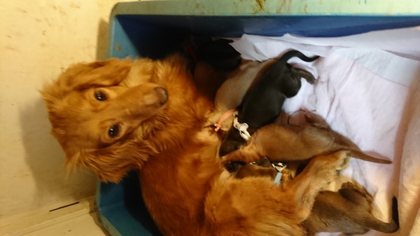 可愛いちっちゃい赤ちゃんが産まれました 犬の販売 3868