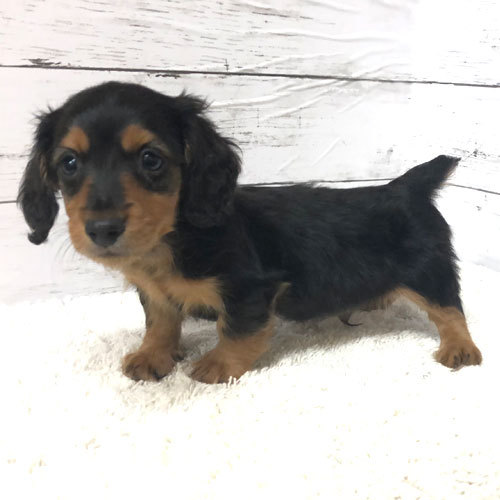 短足界のプリンス君 犬の販売 3869