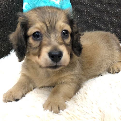 小さい小さい甘えんボーイ 犬の販売 3870