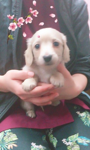 カニンヘンダックス ありがとうございました 犬の販売 3871