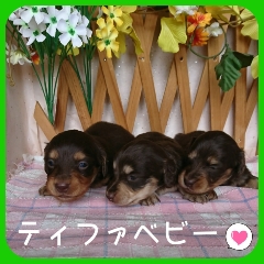 まるまるとしたチョコカラーの兄妹 犬の販売 3876