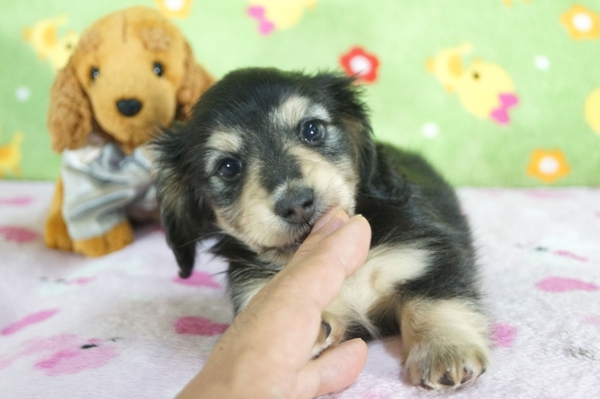 パパはチャンピオン!BY男の子 犬の販売 3877