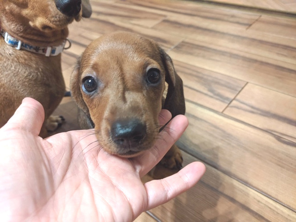 カニンヘンスムース父INTチャンピオン! 犬の販売 3878