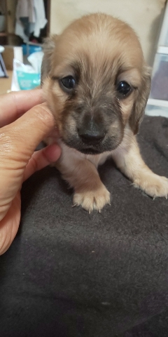 ブラックマスクのイエロー系の兄妹 犬の販売 3880