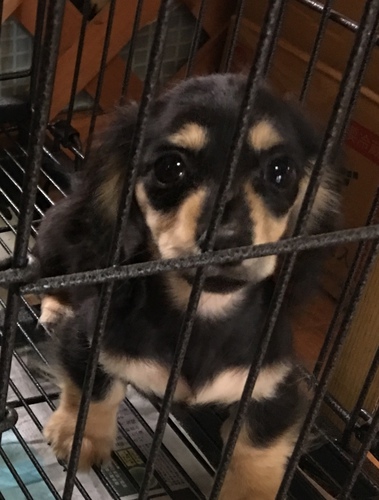 モデルしました☆ 犬の販売 3885