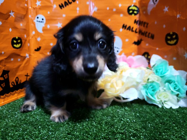 激レア男前すぎるカニヘンダックス☆ 犬の販売 3888