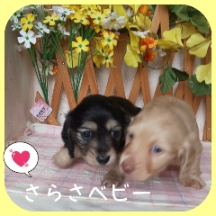 コロコロとした兄妹です。 犬の販売 3893