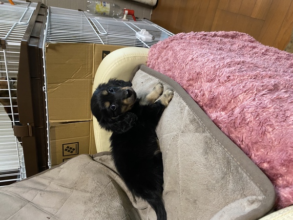9月18生カニーヘンダックスの男の子 犬の販売 3895