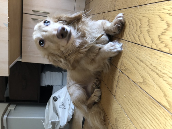 カニヘンダックス クリーム 2歳 犬の販売 3898