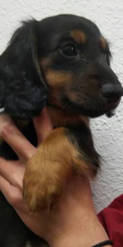 とっても小さな男の子 犬の販売 3904