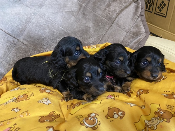 可愛いく元気に育っています。 犬の販売 3907