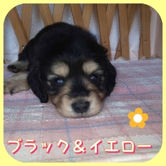 丸々とした女の子 犬の販売 3910