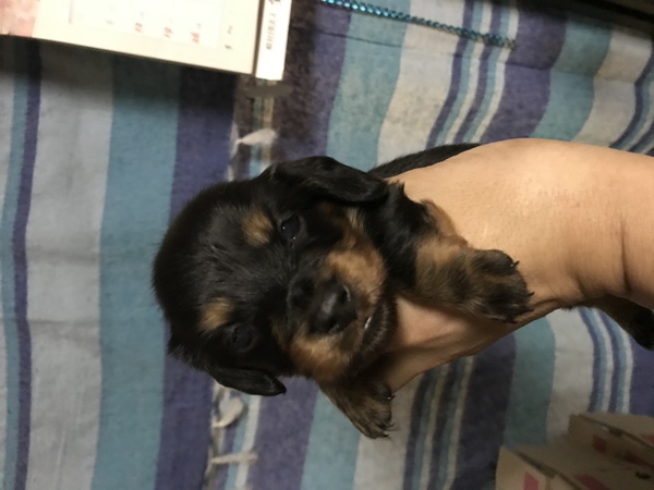 両親遺伝子検査PRAクリア 犬の販売 3911