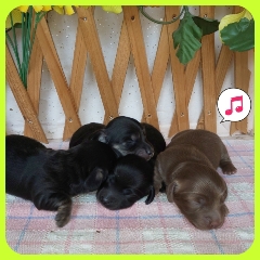 仲良し4兄妹です。 犬の販売 3913