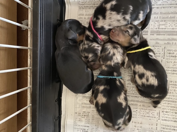 可愛いカニーヘンダックスの4兄弟生まれました 犬の販売 3914