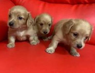 カニンヘンダックス(ロングヘアー)3姉妹のご紹介! 犬の販売 3921