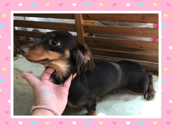 1歳の女の子 犬の販売 3924