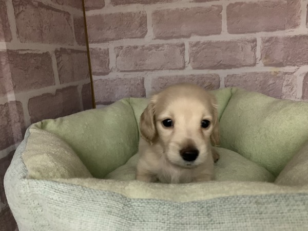ピュアクリームの男の子 犬の販売 3925