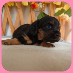 お転婆な2頭姉妹の女の子 犬の販売 3937