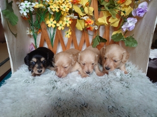 のんびりな性格の兄妹です 犬の販売 3938