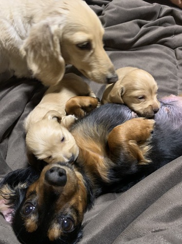 2021年2月14日生の子です。 犬の販売 3941