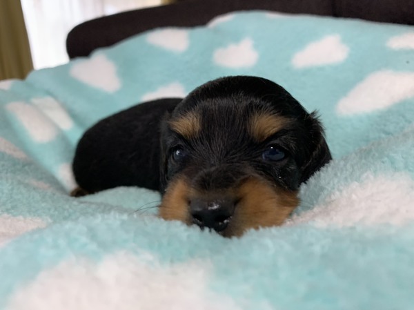 美男です 犬の販売 3944