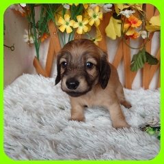 コロコロとした兄妹です。 犬の販売 3945