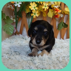 のんびりな性格の兄弟です 犬の販売 3947