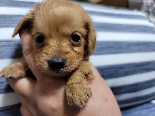 小さい子です 犬の販売 3951
