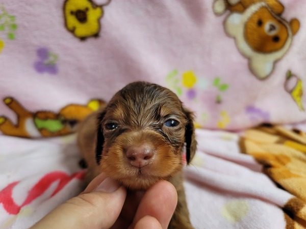 5頭兄妹 犬の販売 3952