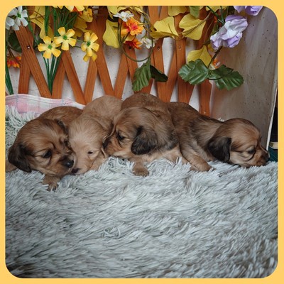 丸顔の可愛い兄妹です 犬の販売 3958