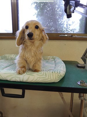 イエローの小ぶりな女の子 犬の販売 3960