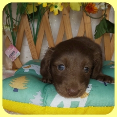 丸顔の鼻の短いチョコレートの男の子 犬の販売 3969