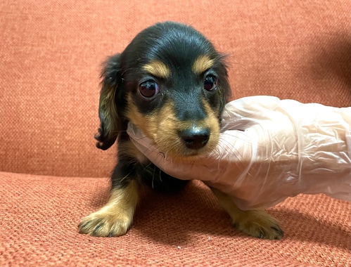 ブラックタンの男の子 犬の販売 3974