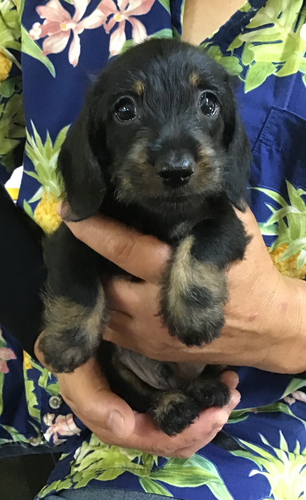 珍しいワイヤーのカニンヘンです♪ 犬の販売 3978