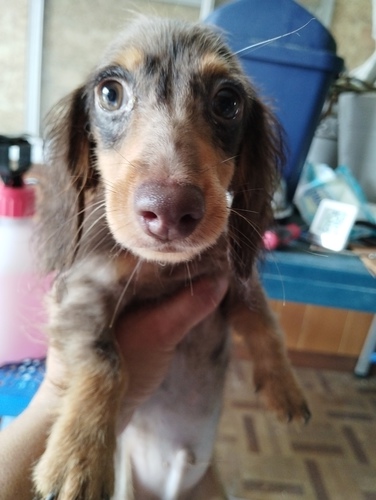 チョコダップルの男の子 犬の販売 3979