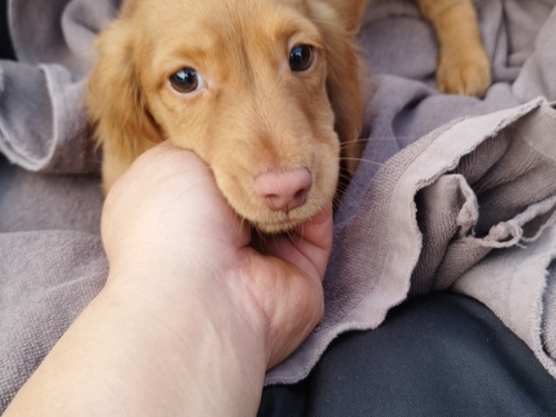 カニンヘン・ダックスフンド 犬の販売・譲渡 3985 性格のかわいい男の子