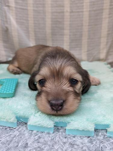 カニンヘン・ダックスフンド 犬の販売・譲渡 3992 甘いお顔立ちの赤ちゃんたち^^